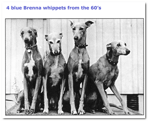 Famous whippets best sale in history